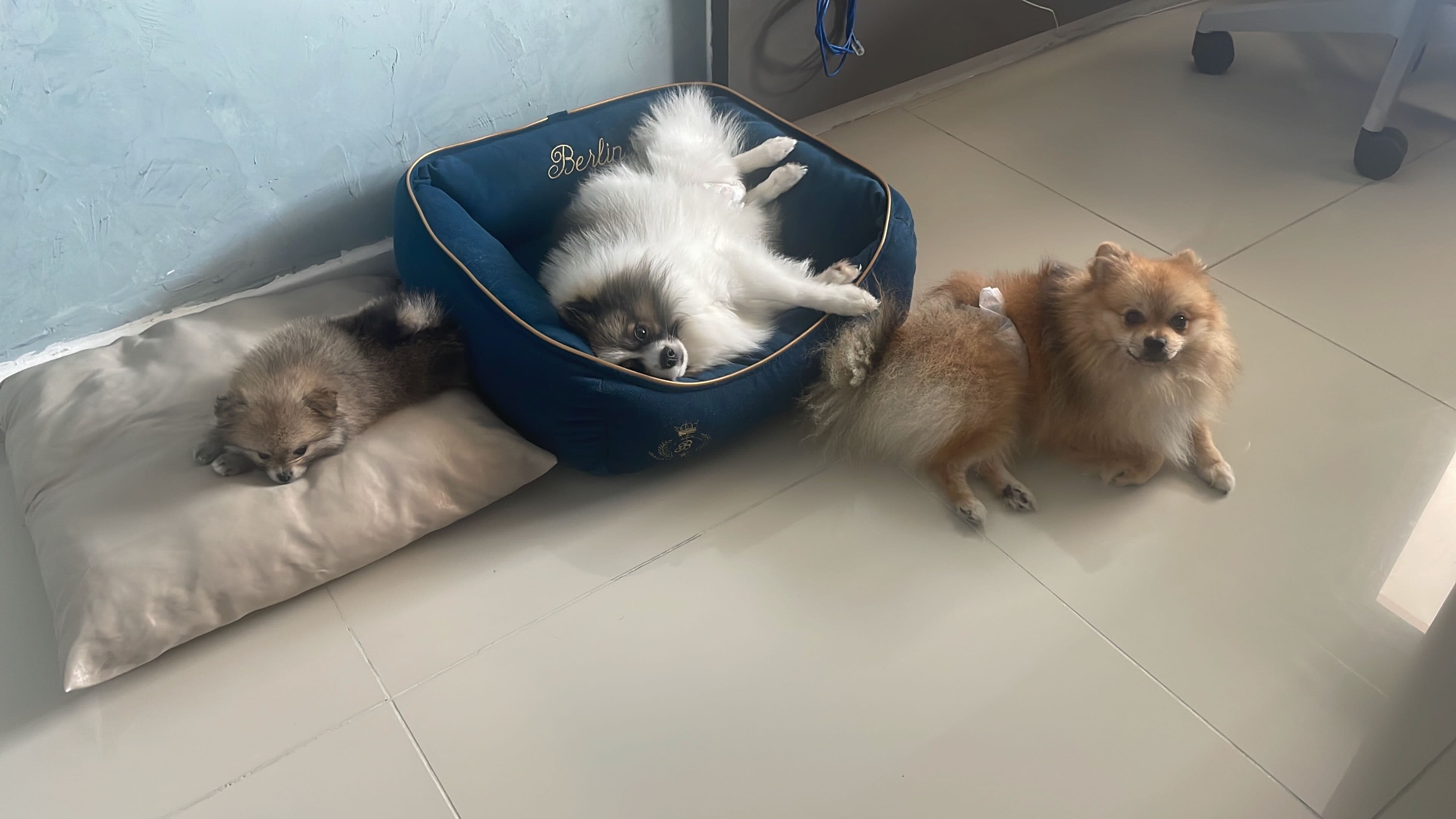 Cacao Se Junta à Linda