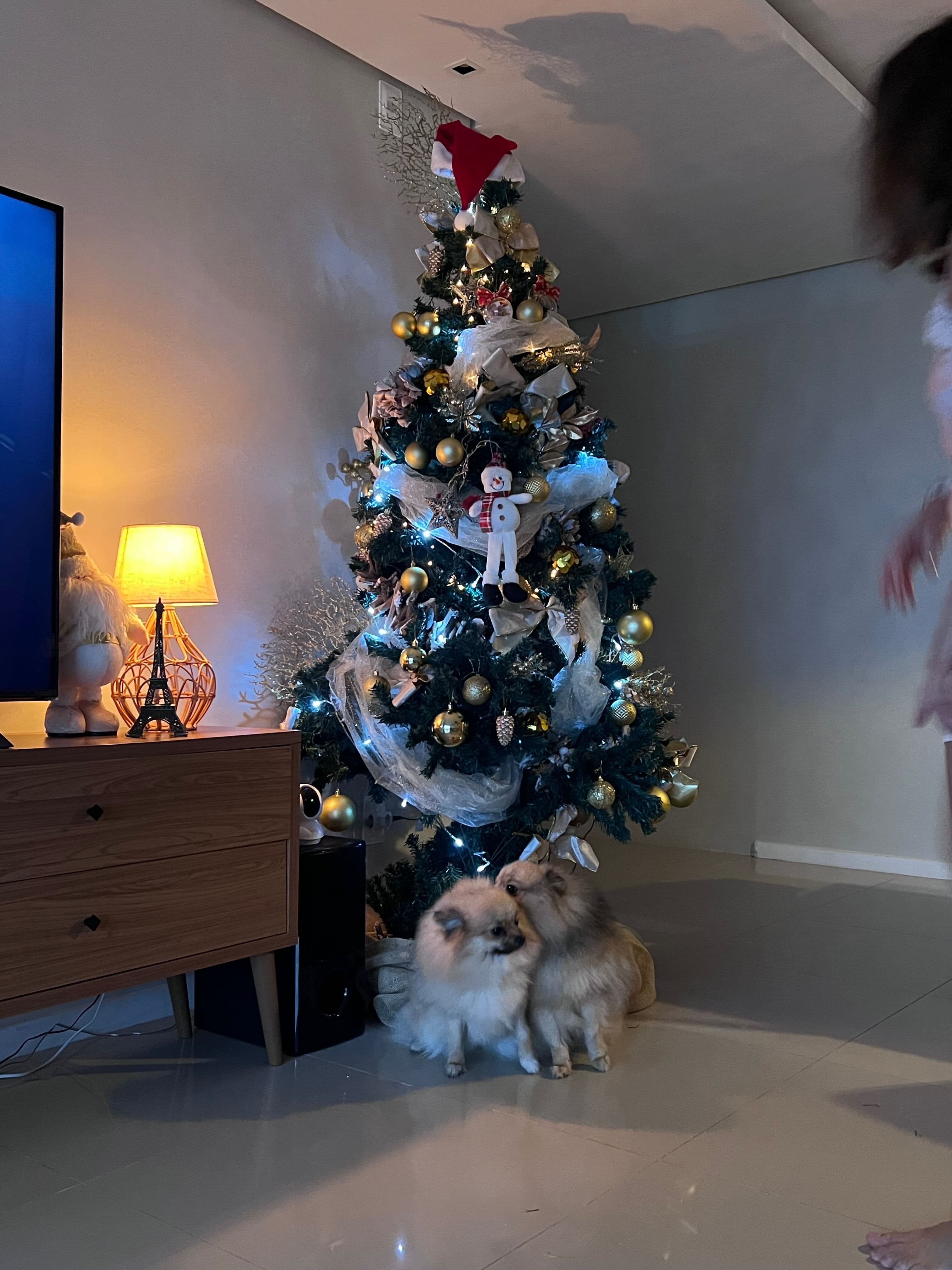 Natal em Casa Própria