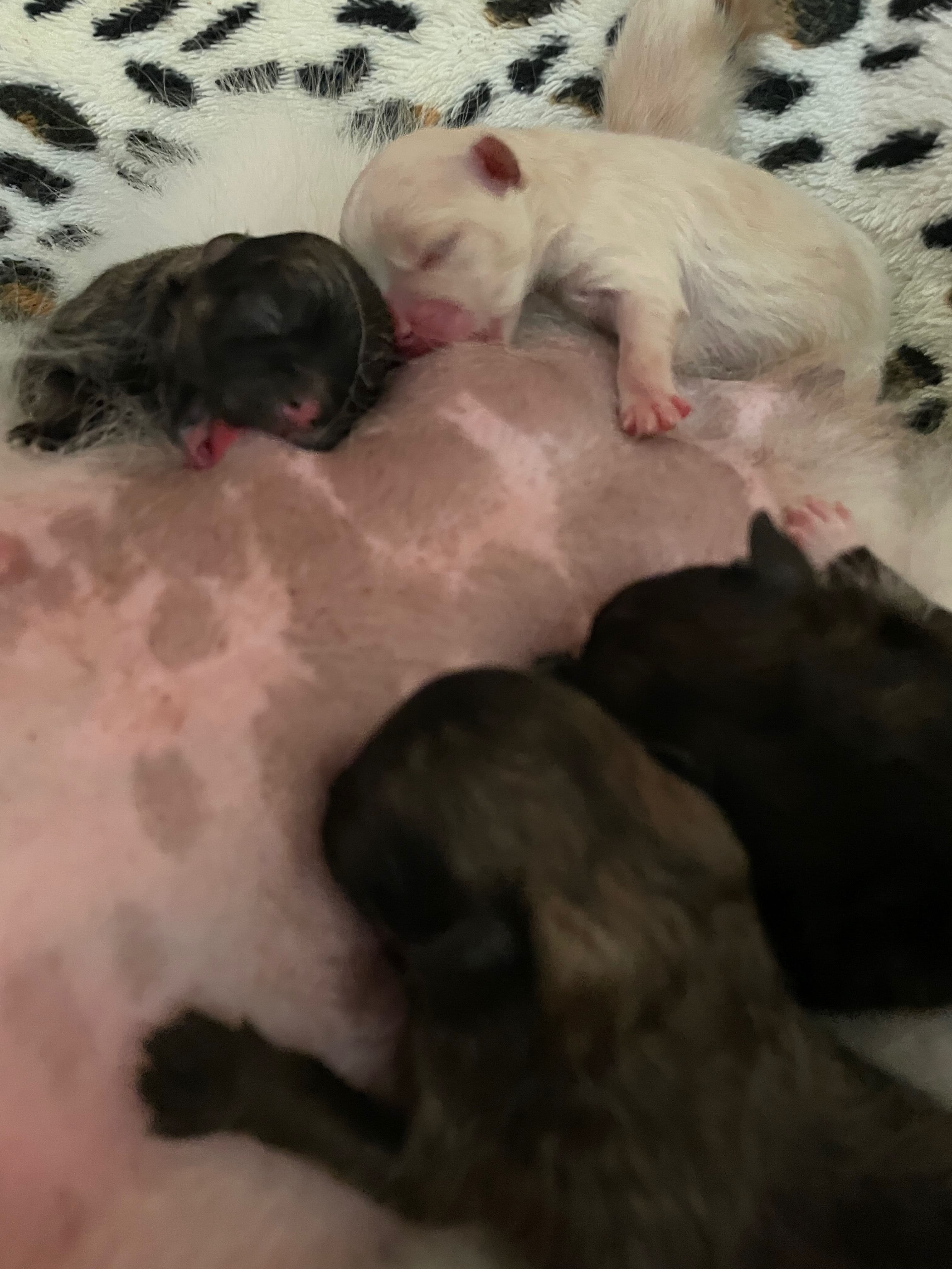 Linda Nos Deu Olivia e Oliver